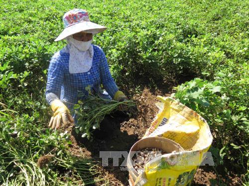 Trà Vinh tạo nguồn lực mới cho kinh tế tập thể phát triển 